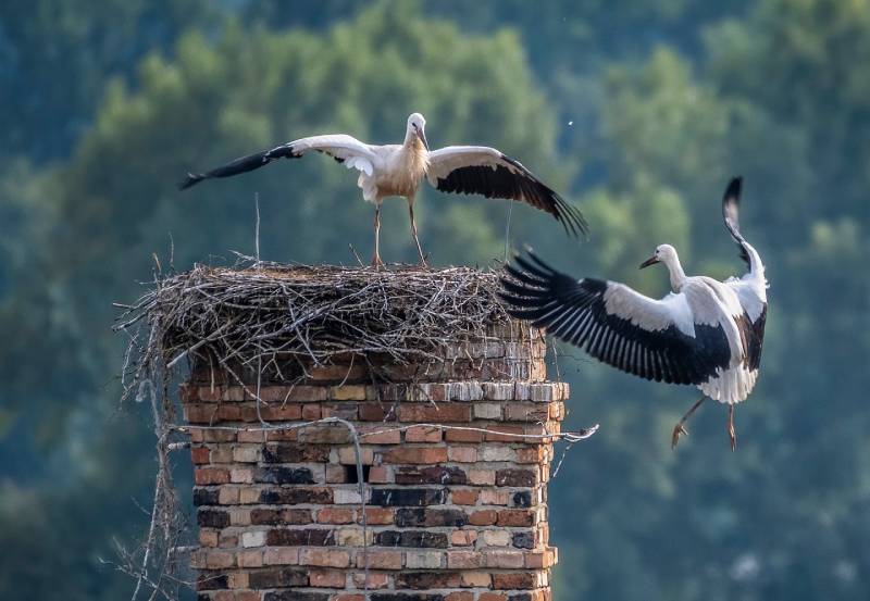 Expert Chimney Animal Removal in Mira Mesa, CA Professional Chimney Animal Removal Services in Mira Mesa, California
