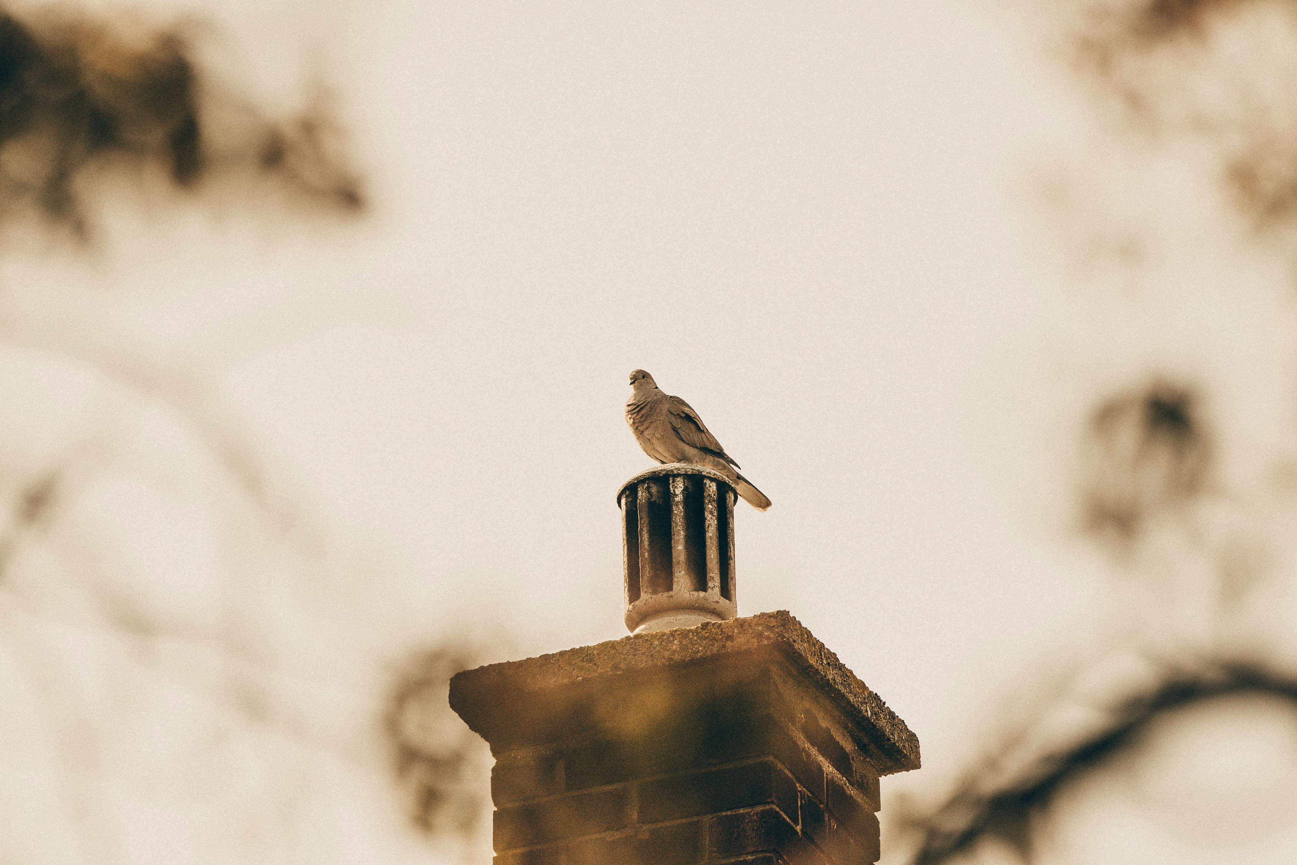 Quality Chimney Caps and Dampers Installation in Mira Mesa, CA Professional Chimney Cap and Damper In Mira Mesa California